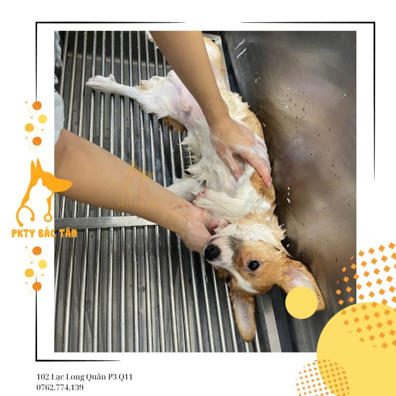 Dịch vụ tắm cơ bản 15 bước tại phòng khám