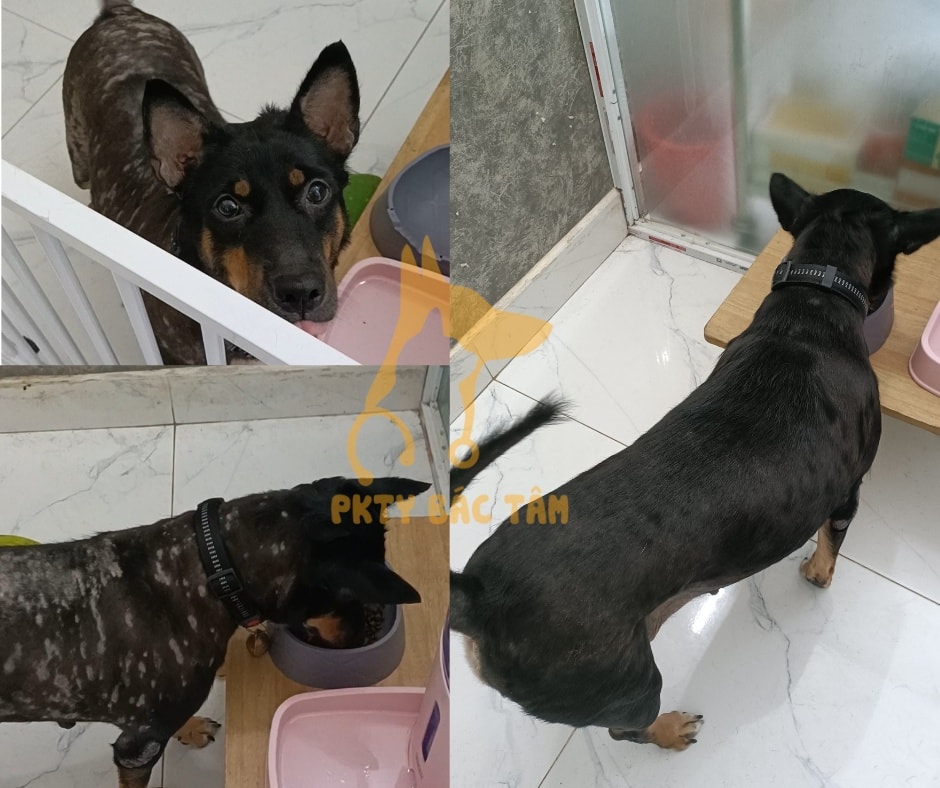 VIÊM DA CƠ ĐỊA PHỤ NHIỄM NẤM