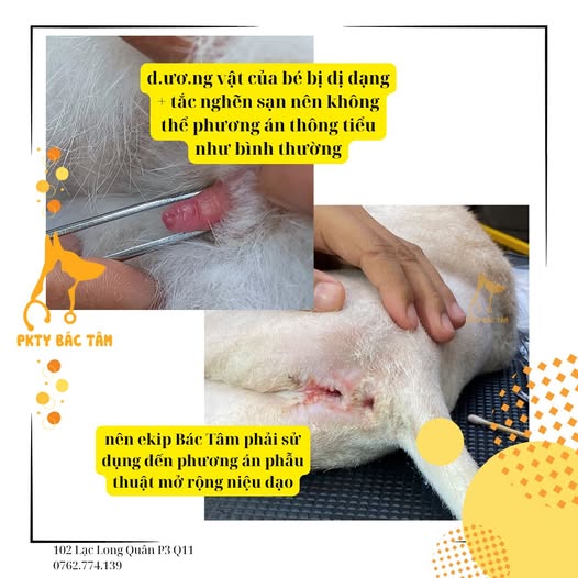 Perineal Urethrostomy – PU